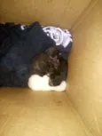 São 4 gatinhos recém