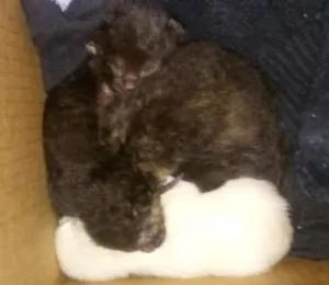 Gato raça N/s idade Abaixo de 2 meses nome São 4 gatinhos recém