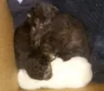 São 4 gatinhos recém
