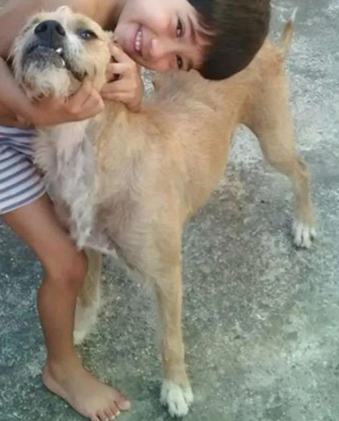 Cachorro ra a Boxer idade 3 anos nome Snoop