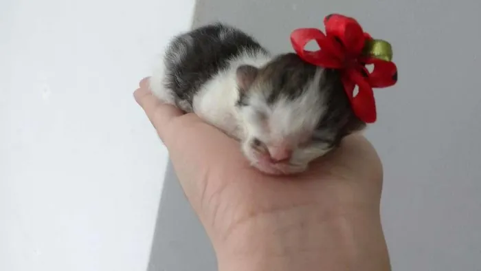 Gato ra a vira-lata  idade Abaixo de 2 meses nome poly