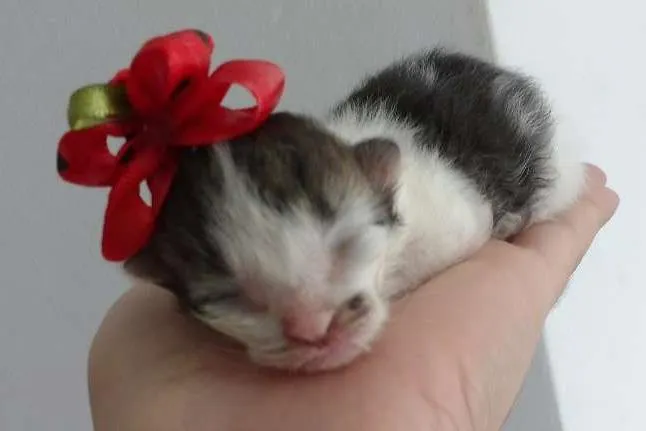Gato ra a vira-lata  idade Abaixo de 2 meses nome poly