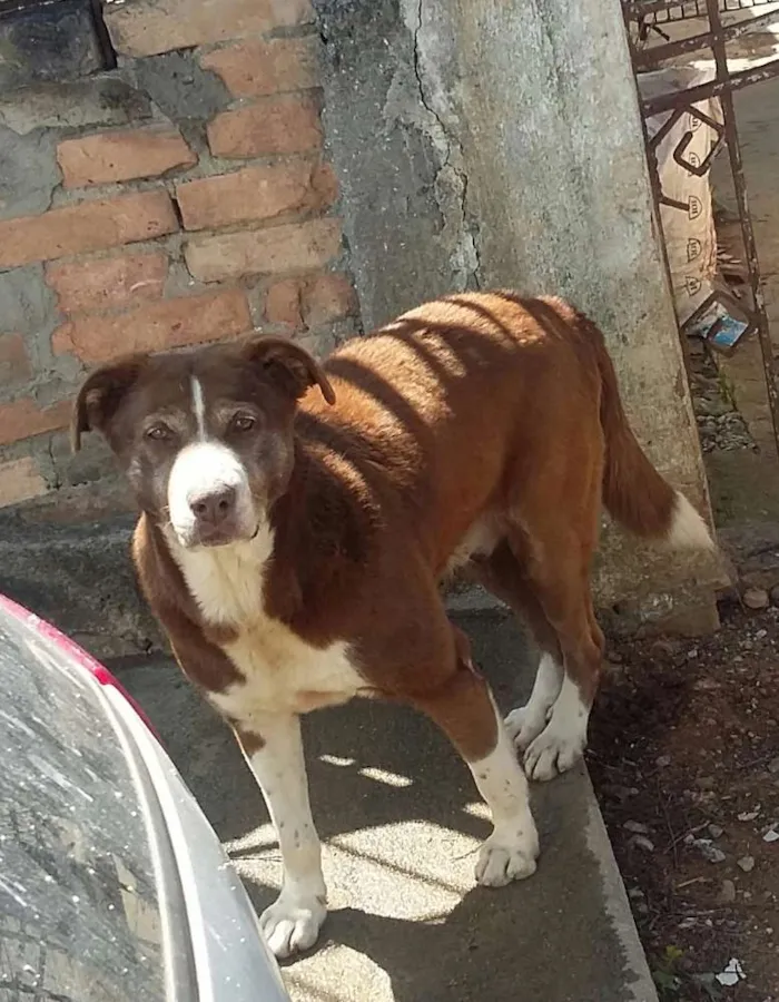 Cachorro ra a Srd  idade 4 anos nome Não sabemos 