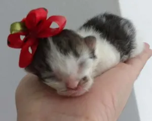Gato raça vira-lata  idade Abaixo de 2 meses nome poly