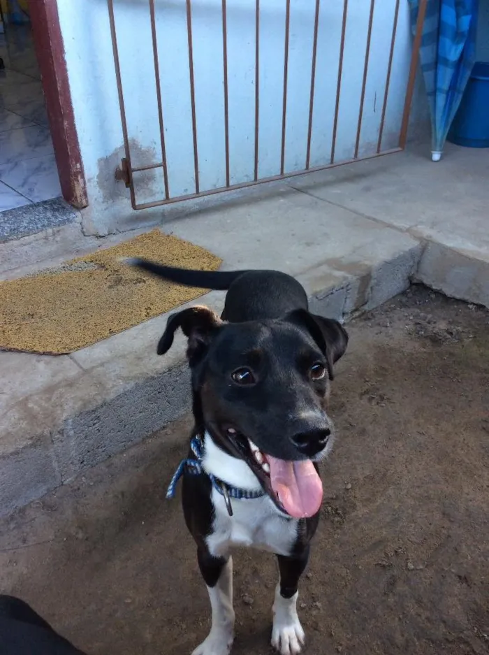 Cachorro raça Vira-latas idade 1 ano nome Max
