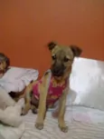 Cachorro raça Não definida idade 2 a 6 meses nome Jady