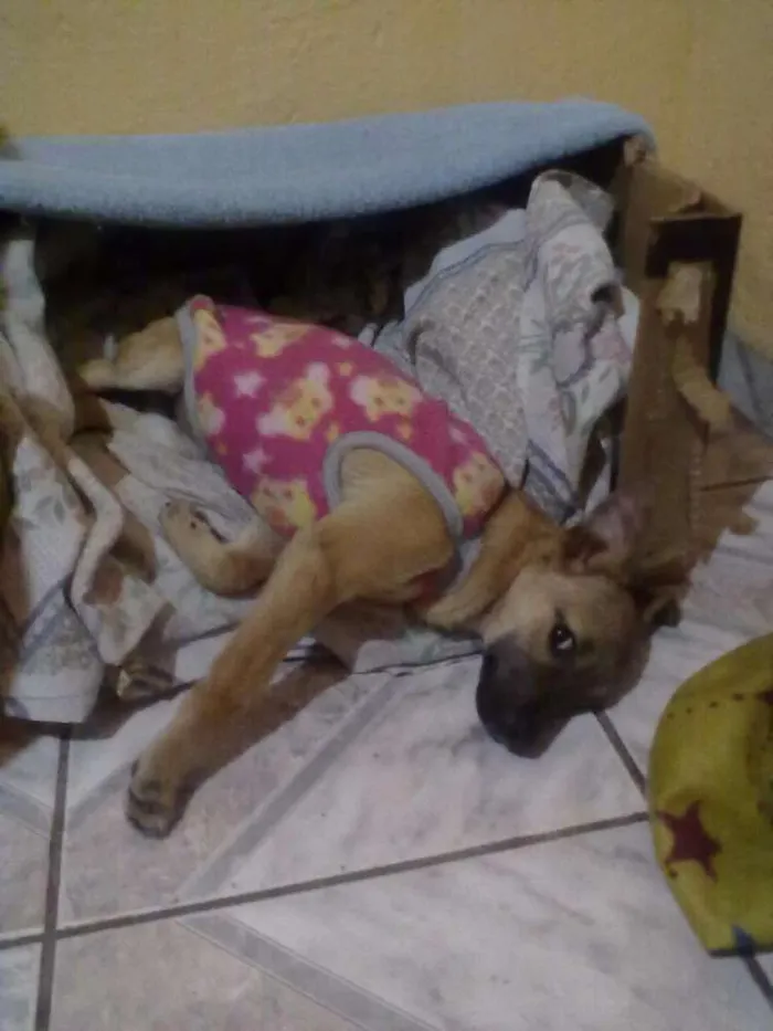 Cachorro raça Não definida idade 2 a 6 meses nome Jady