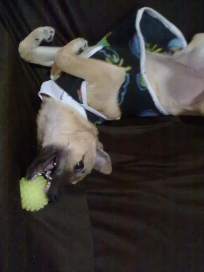 Cachorro raça Não definida idade 2 a 6 meses nome Jady