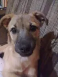 Cachorro raça Não definida idade 2 a 6 meses nome Jady