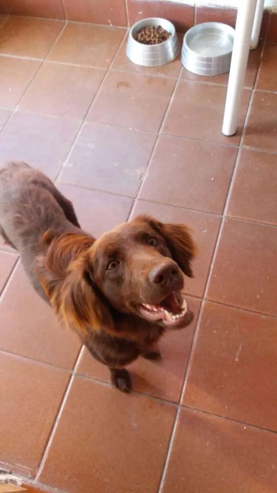 Cachorro ra a Setter idade 1 ano nome FILO