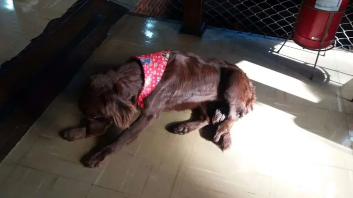 Cachorro ra a Setter idade 1 ano nome FILO