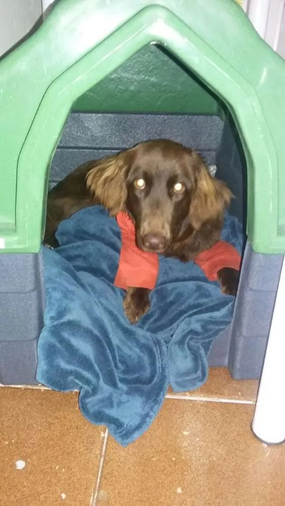 Cachorro ra a Setter idade 1 ano nome FILO
