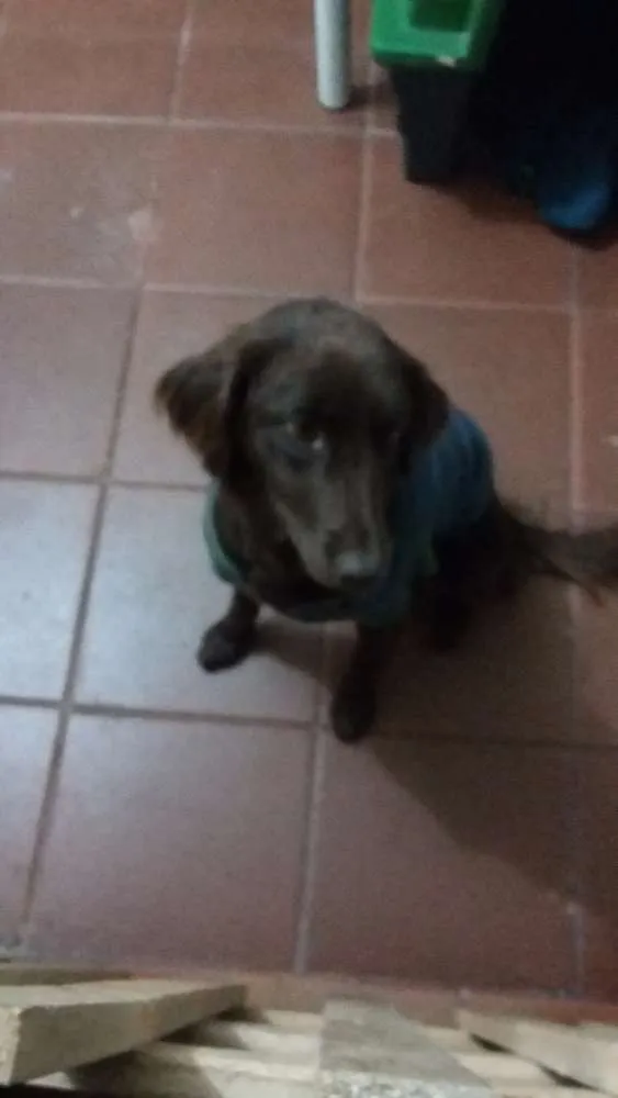 Cachorro ra a Setter idade 1 ano nome FILO
