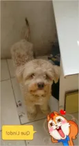 Cachorro raça SRD idade 1 ano nome paçoca