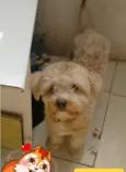 Cachorro raça SRD idade 1 ano nome paçoca