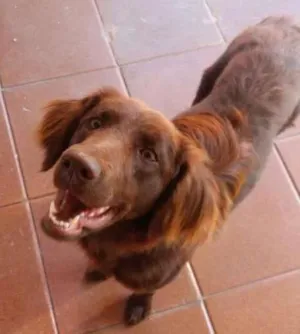 Cachorro raça Setter idade 1 ano nome FILO