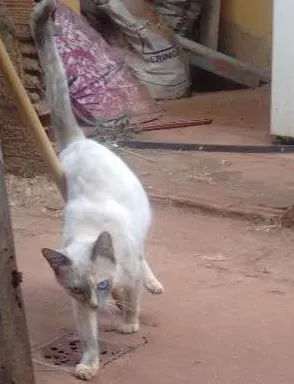 Gato raça Não sei idade 1 ano nome Sem nome