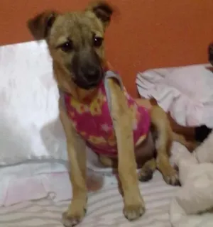 Cachorro raça Não definida idade 2 a 6 meses nome Jady