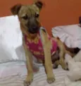 Cachorro raça Não definida idade 2 a 6 meses nome Jady