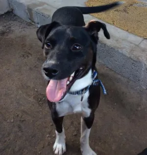 Cachorro raça Vira-latas idade 1 ano nome Max