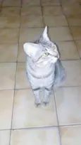 Fafi