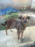 Cachorro raça SRD idade 2 anos nome LINDA