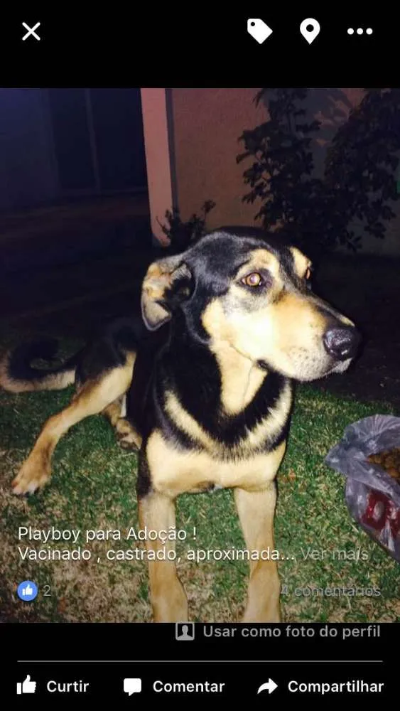 Cachorro raça SRD idade 2 anos nome PLAYBOY