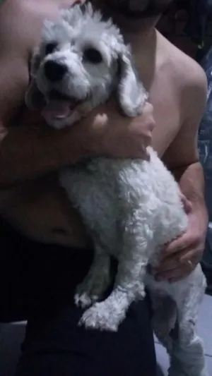 Cachorro raça Poodle idade 2 anos nome Lilica