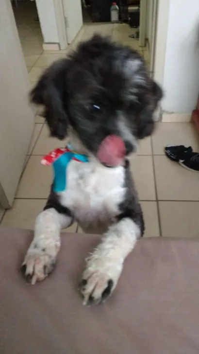 Cachorro raça Poodle idade 1 ano nome Spaik