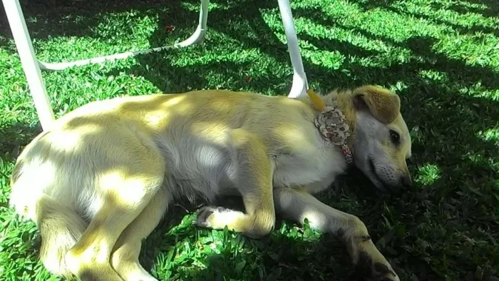 Cachorro ra a Guapeca idade 7 a 11 meses nome Mika