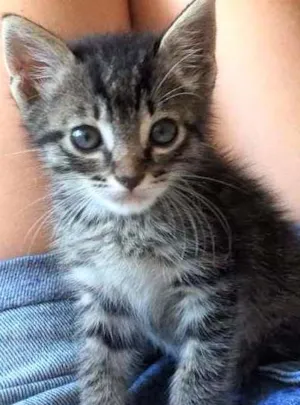 Gato raça SRD idade Abaixo de 2 meses nome Gato