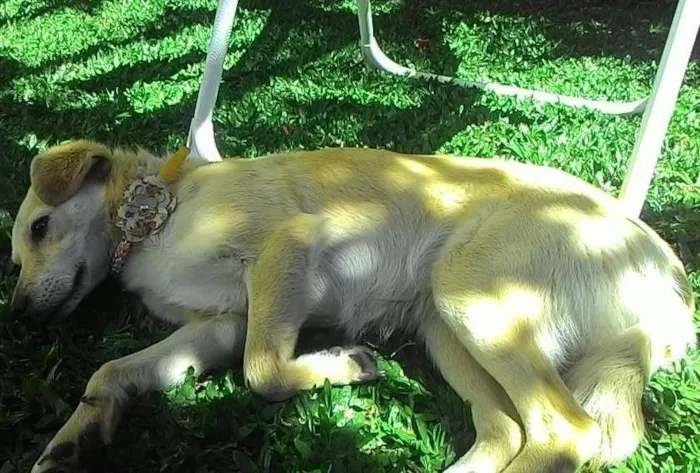 Cachorro ra a Guapeca idade 7 a 11 meses nome Mika
