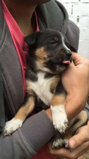 Cachorro raça Srd idade Abaixo de 2 meses nome Sem nome