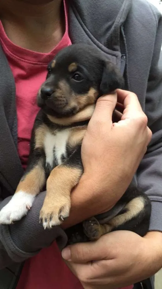 Cachorro ra a Srd idade Abaixo de 2 meses nome Sem nome