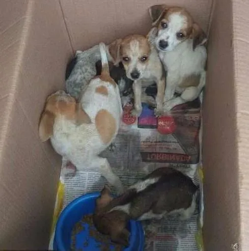 Cachorro ra a Vira lata idade 2 a 6 meses nome Nao tem