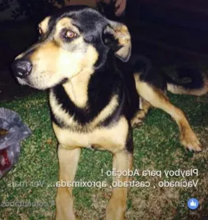 Cachorro raça SRD idade 2 anos nome PLAYBOY