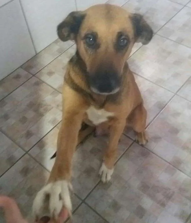 Cachorro raça SRD idade 2 anos nome LINDA