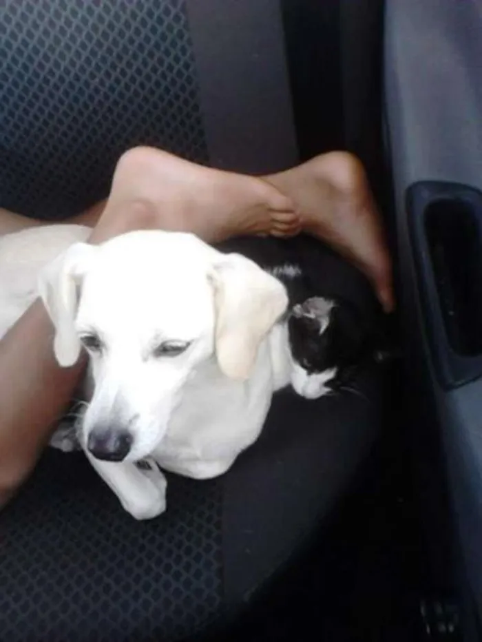 Cachorro raça vira lata idade 6 ou mais anos nome flok