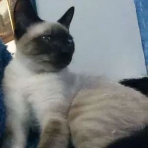 Gato raça SRD idade 2 a 6 meses nome Getúlio