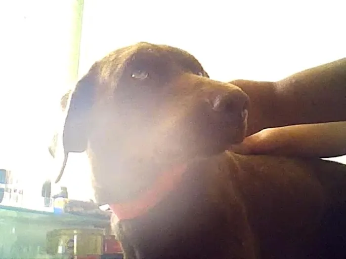 Cachorro ra a VIRA-LATA idade 1 ano nome TITU E TETÉ