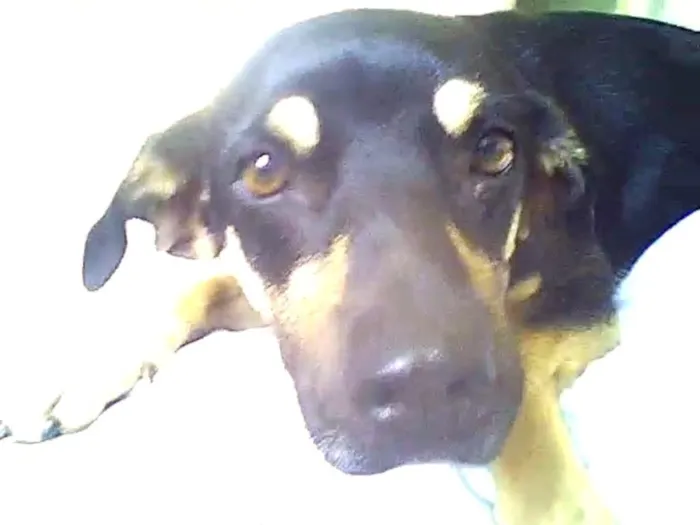 Cachorro ra a VIRA-LATA idade 1 ano nome TITU E TETÉ