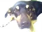 Cachorro raça VIRA-LATA idade 1 ano nome TITU E TETÉ