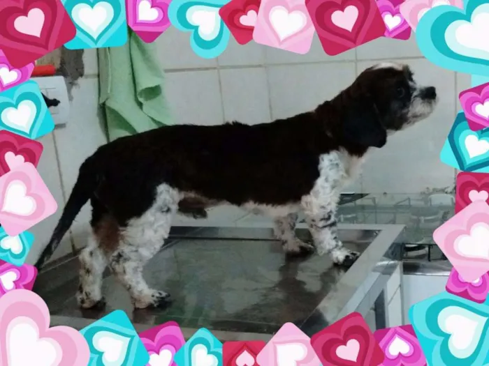 Cachorro ra a nao sabemos idade 2 anos nome yudy