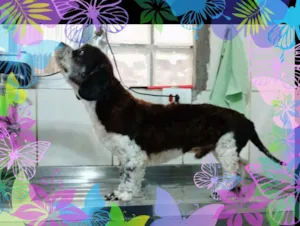 Cachorro raça nao sabemos idade 2 anos nome yudy