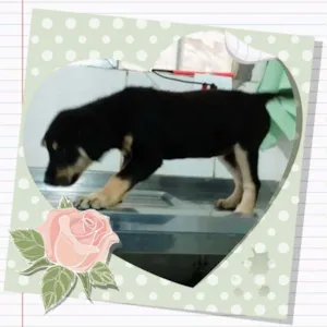Cachorro raça srd idade 2 a 6 meses nome xuxa