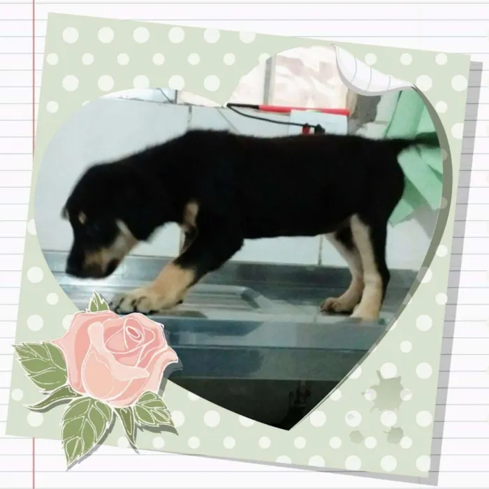 Cachorro ra a srd idade 2 a 6 meses nome xuxa