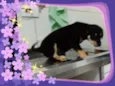 xuxa