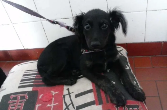 Cachorro ra a SRD idade 2 a 6 meses nome Kiki