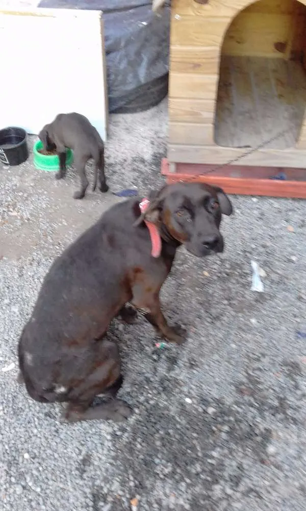 Cachorro raça  Não sei idade 2 anos nome Sami