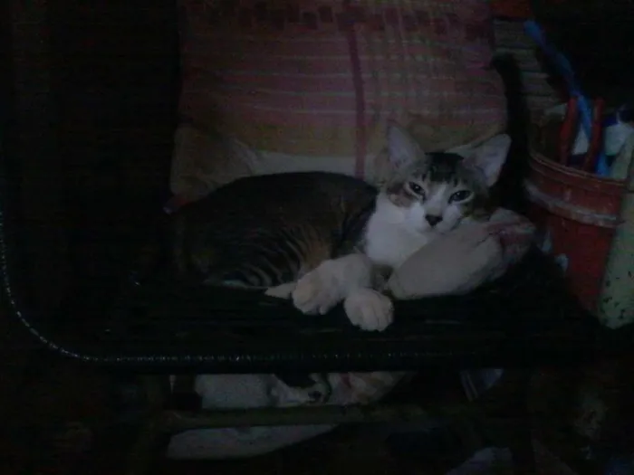 Gato raça  idade 1 ano nome Cristian